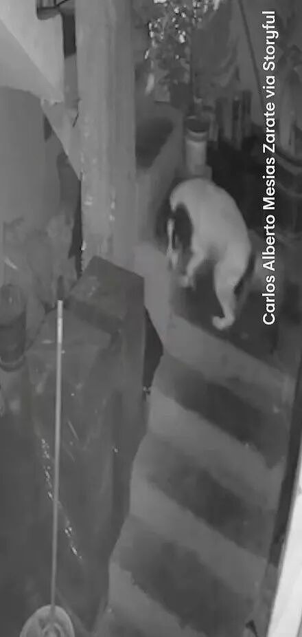 记者家被人扔炸弹！大胆狗子生生嚼灭引线！ 把全家救了...（组图） - 7