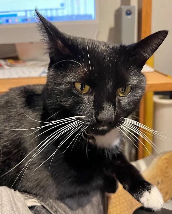 【宠物】小城选自行车道长，猫猫狗狗竞选激烈！全员自制海报，连下三滥手段都来了（组图） - 22