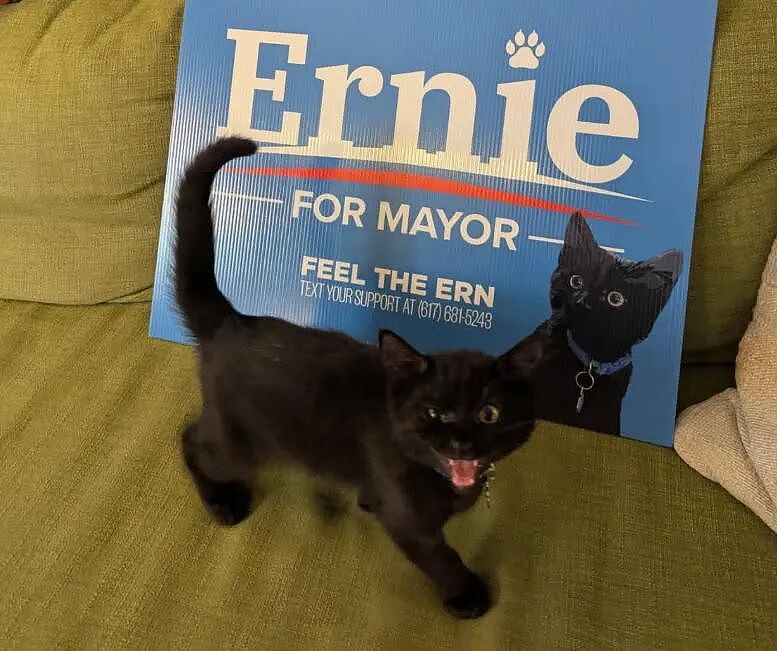 【宠物】小城选自行车道长，猫猫狗狗竞选激烈！全员自制海报，连下三滥手段都来了（组图） - 19