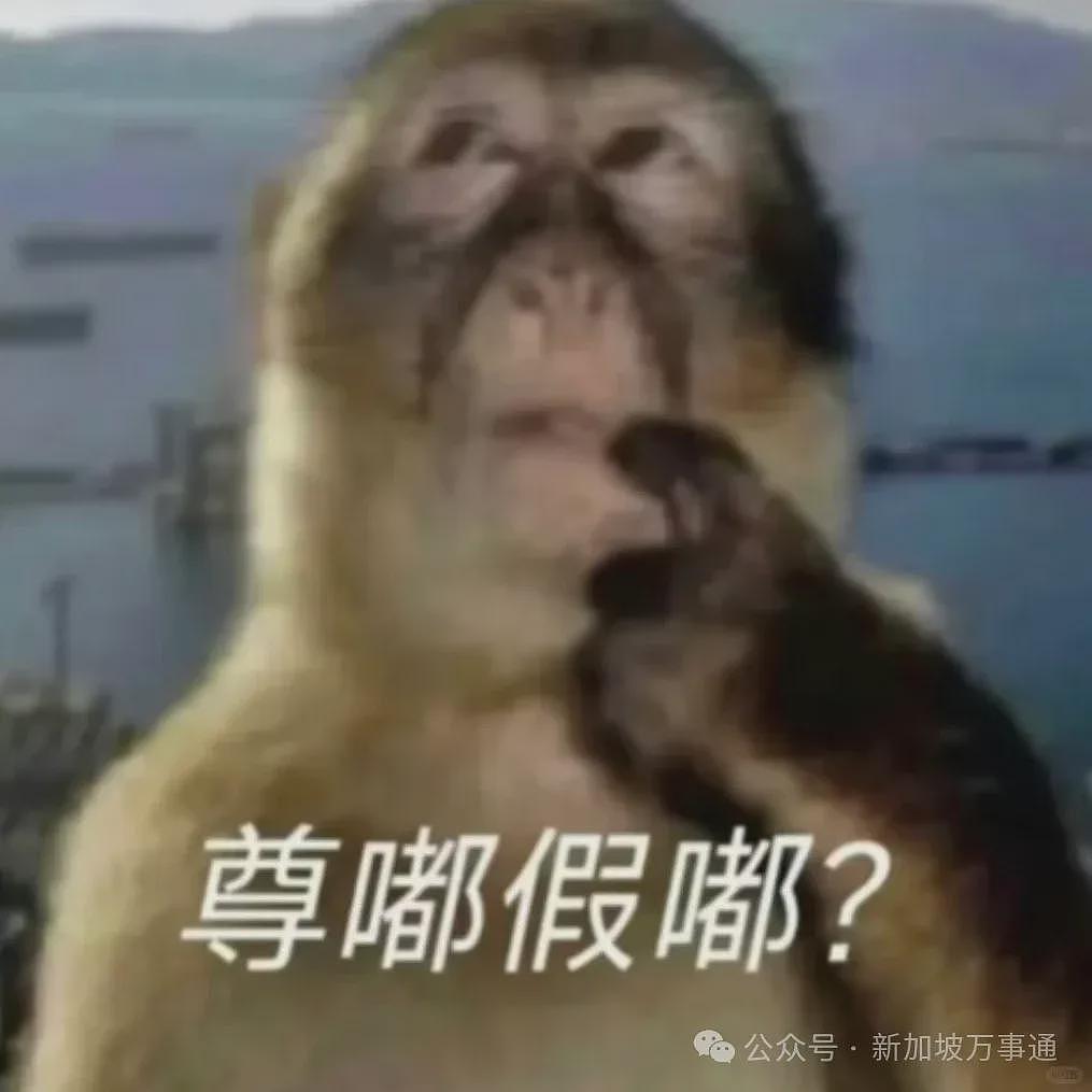 中国IP在新加坡杀疯了！1年3000家企业倒闭，一场来自东方的商业