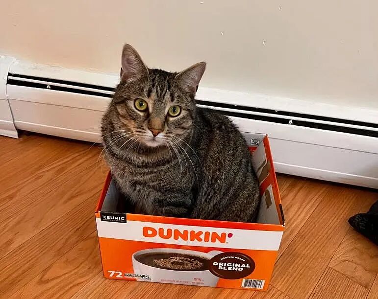 【宠物】小城选自行车道长，猫猫狗狗竞选激烈！全员自制海报，连下三滥手段都来了（组图） - 24