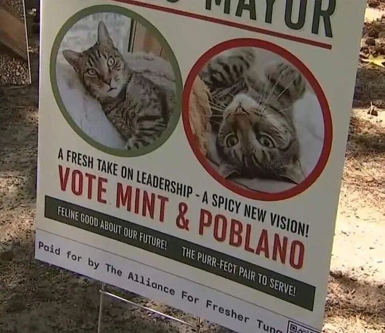 【宠物】小城选自行车道长，猫猫狗狗竞选激烈！全员自制海报，连下三滥手段都来了（组图） - 28