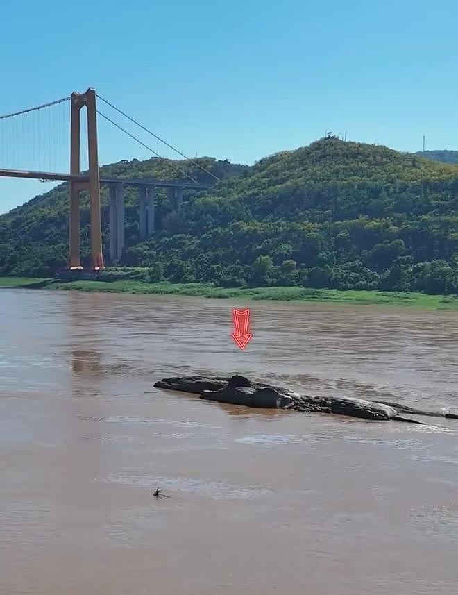 长江重庆段水位下降露出600年历史石佛,许多游客隔岸参观祈福(组图) - 2