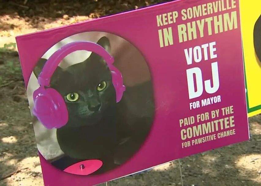 【宠物】小城选自行车道长，猫猫狗狗竞选激烈！全员自制海报，连下三滥手段都来了（组图） - 30