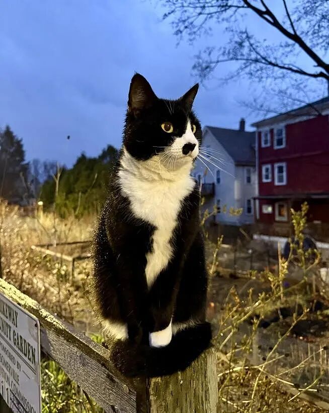 【宠物】小城选自行车道长，猫猫狗狗竞选激烈！全员自制海报，连下三滥手段都来了（组图） - 9
