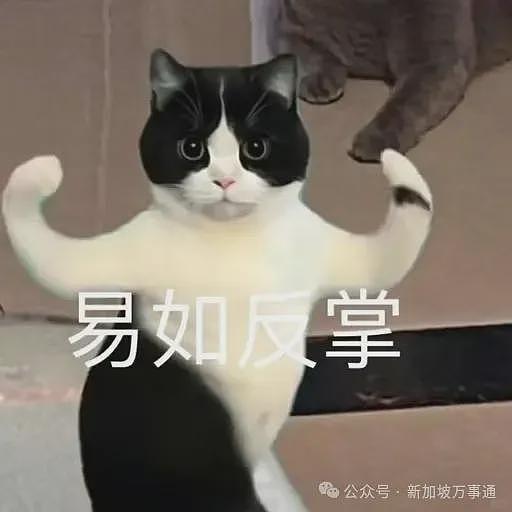 中国IP在新加坡杀疯了！1年3000家企业倒闭，一场来自东方的商业