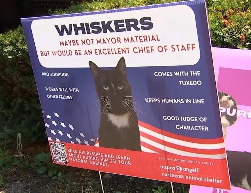 【宠物】小城选自行车道长，猫猫狗狗竞选激烈！全员自制海报，连下三滥手段都来了（组图） - 29