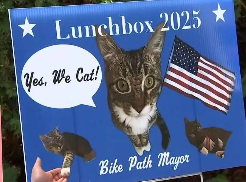 【宠物】小城选自行车道长，猫猫狗狗竞选激烈！全员自制海报，连下三滥手段都来了（组图） - 2