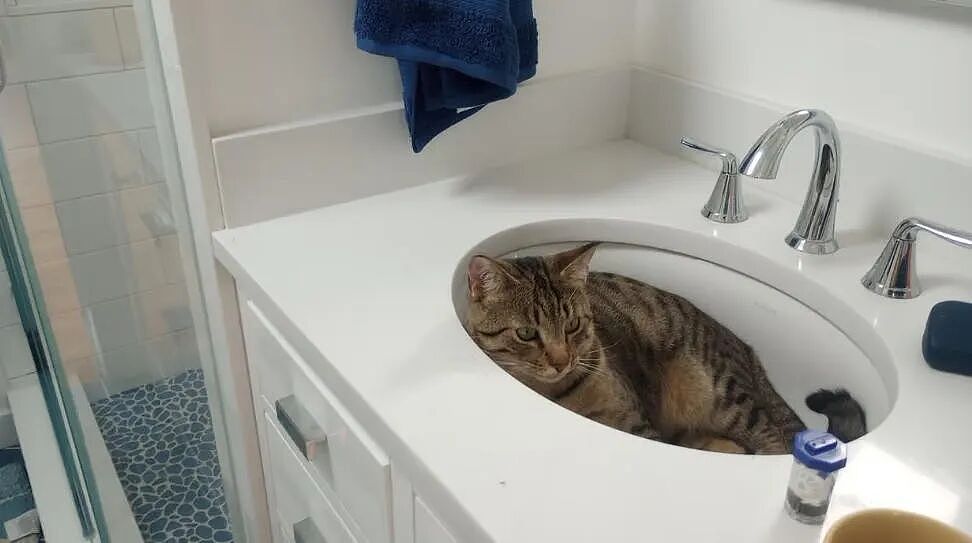 【宠物】小城选自行车道长，猫猫狗狗竞选激烈！全员自制海报，连下三滥手段都来了（组图） - 21