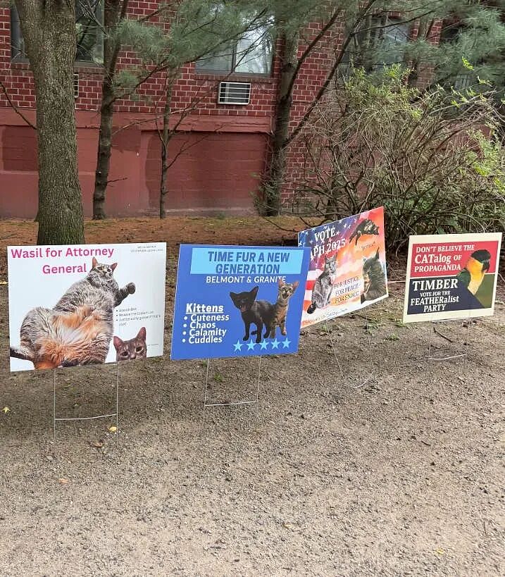 【宠物】小城选自行车道长，猫猫狗狗竞选激烈！全员自制海报，连下三滥手段都来了（组图） - 8
