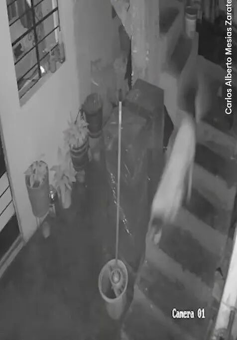 记者家被人扔炸弹！大胆狗子生生嚼灭引线！ 把全家救了...（组图） - 6
