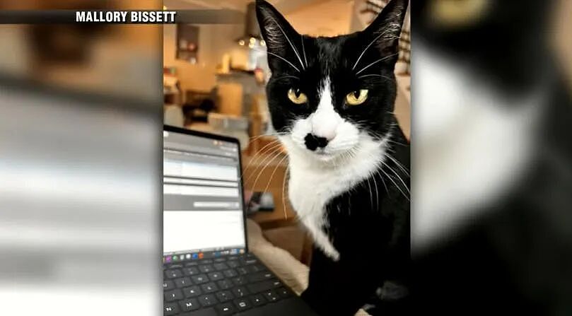 【宠物】小城选自行车道长，猫猫狗狗竞选激烈！全员自制海报，连下三滥手段都来了（组图） - 1