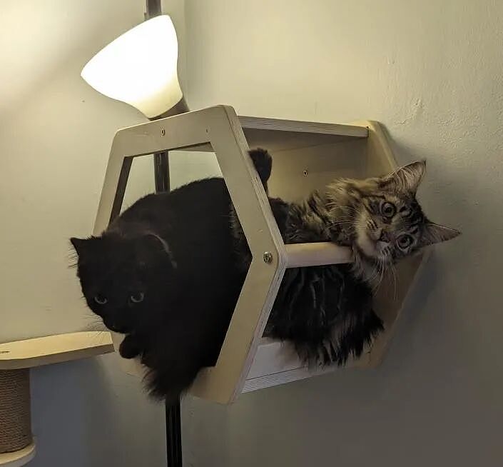 【宠物】小城选自行车道长，猫猫狗狗竞选激烈！全员自制海报，连下三滥手段都来了（组图） - 18