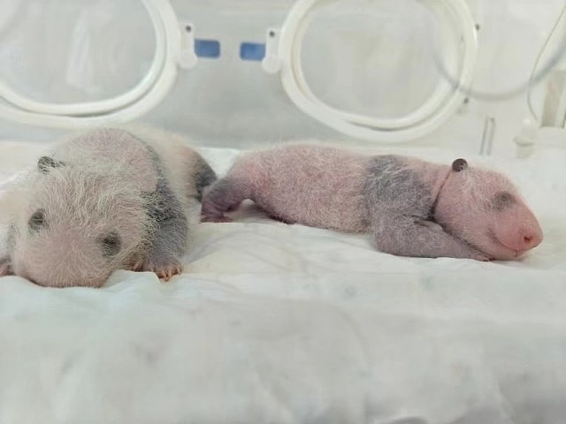 上海首迎大熊猫子二代!芊金喜得龙凤胎(组图) - 5