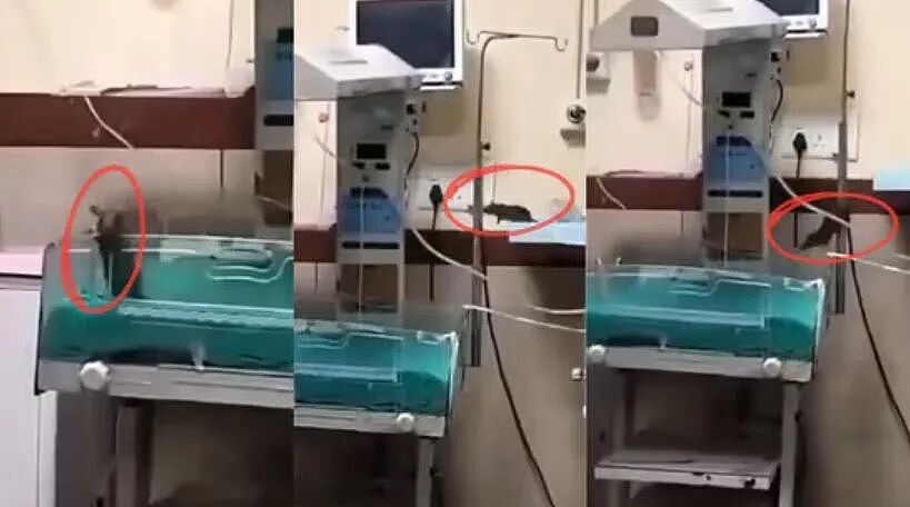 印度连医院都闹老鼠，还是在ICU？！两名女婴被咬伤后死亡，手指都被啃了...（组图） - 2