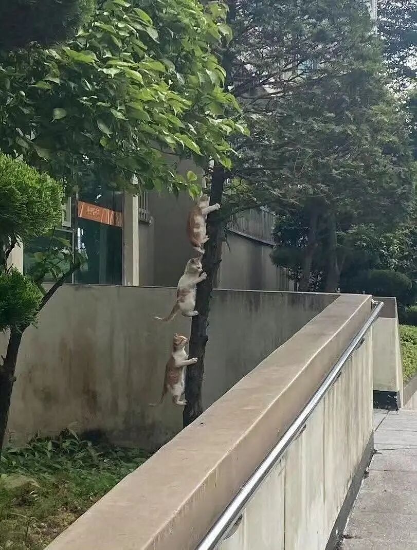 【爆笑】同事在群里要求我请大家喝奶茶…？哈哈哈每天一个职场心眼子get（组图） - 15