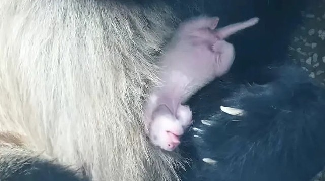 上海首迎大熊猫子二代!芊金喜得龙凤胎(组图) - 3