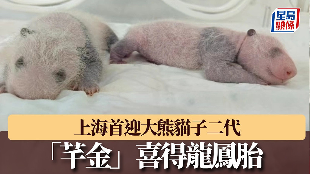 上海首迎大熊猫子二代!芊金喜得龙凤胎(组图) - 1