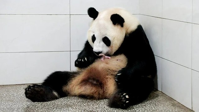 上海首迎大熊猫子二代!芊金喜得龙凤胎(组图) - 4