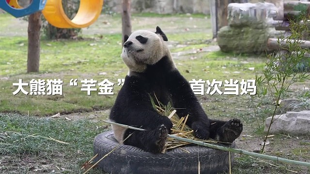 上海首迎大熊猫子二代!芊金喜得龙凤胎(组图) - 6