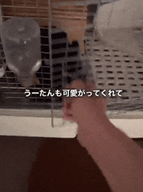 日本女子澳洲留学劈腿小王还带回家！老公走心记录了3人同居生活（组图） - 7