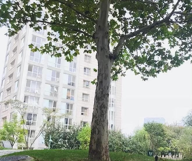 编剧极光光卷入于朦胧事件！当晚疑似在他家聚会，劳力士手表不少（组图） - 10