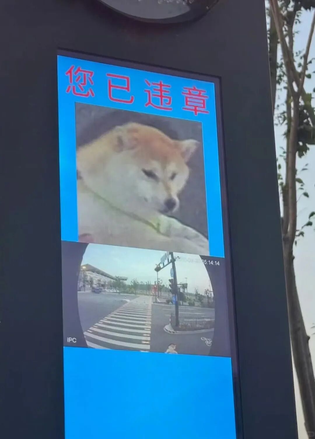 【爆笑】“长得矮有什么优点?” 哈哈哈哈哈哈哈哈被网友的评论区笑晕了(组图) - 79