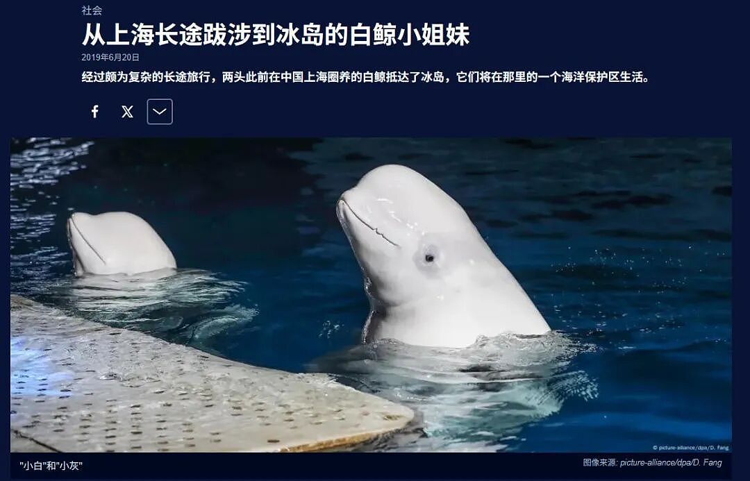 当年他们把两头白鲸从上海“救”到冰岛要放生！六年后真相曝光：还被圈养着敛财啊？（组图） - 1