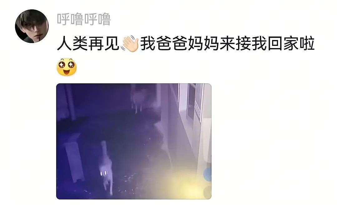 【宠物】小主人问狗子喜不喜欢自己,狗子的表情已经说明了一切;网友:已经到了人和狗都嫌弃的年纪(组图) - 15
