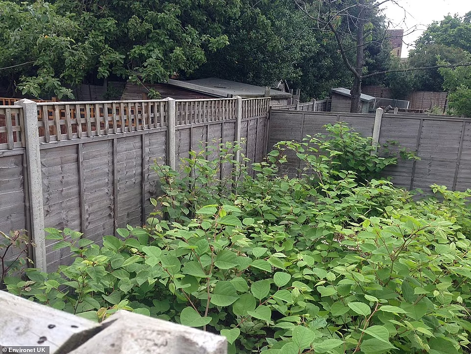一种日本植物入侵美国本土后，当地房价暴跌，然而它在中国却是一道美味（组图） - 6