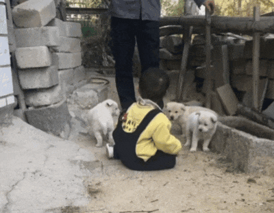 【宠物】小主人问狗子喜不喜欢自己,狗子的表情已经说明了一切;网友:已经到了人和狗都嫌弃的年纪(组图) - 4
