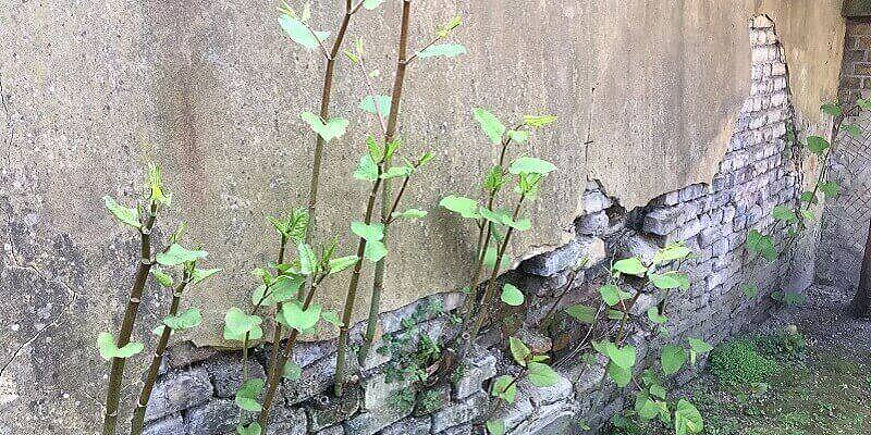 一种日本植物入侵美国本土后，当地房价暴跌，然而它在中国却是一道美味（组图） - 4