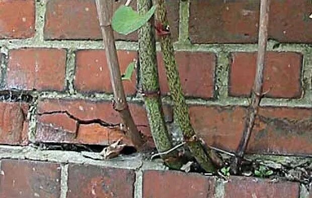 一种日本植物入侵美国本土后，当地房价暴跌，然而它在中国却是一道美味（组图） - 7