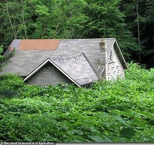 一种日本植物入侵美国本土后，当地房价暴跌，然而它在中国却是一道美味（组图） - 2