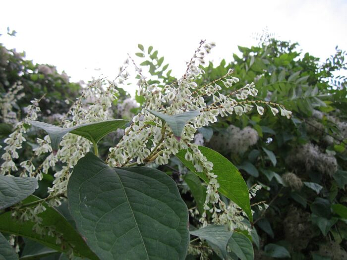 一种日本植物入侵美国本土后，当地房价暴跌，然而它在中国却是一道美味（组图） - 8