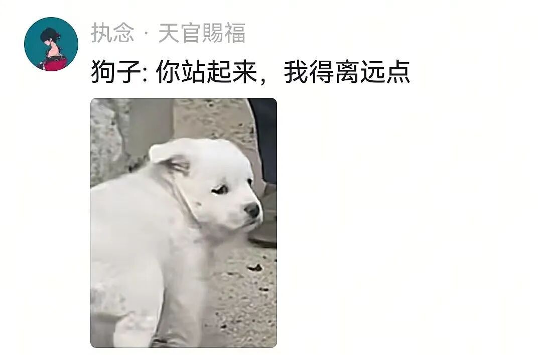 【宠物】小主人问狗子喜不喜欢自己,狗子的表情已经说明了一切;网友:已经到了人和狗都嫌弃的年纪(组图) - 5