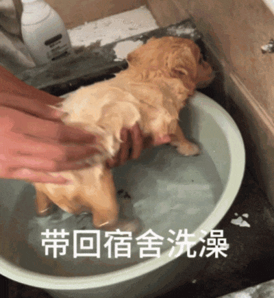 【宠物】小主人问狗子喜不喜欢自己,狗子的表情已经说明了一切;网友:已经到了人和狗都嫌弃的年纪(组图) - 9