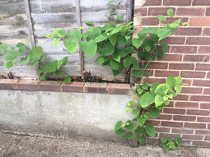 一种日本植物入侵美国本土后，当地房价暴跌，然而它在中国却是一道美味（组图） - 5