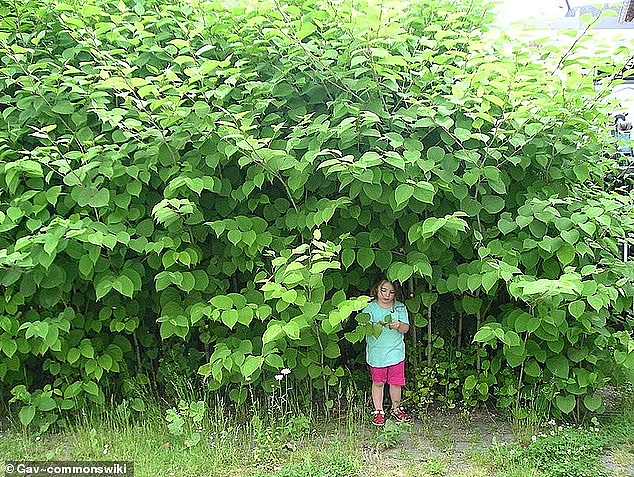 一种日本植物入侵美国本土后，当地房价暴跌，然而它在中国却是一道美味（组图） - 1