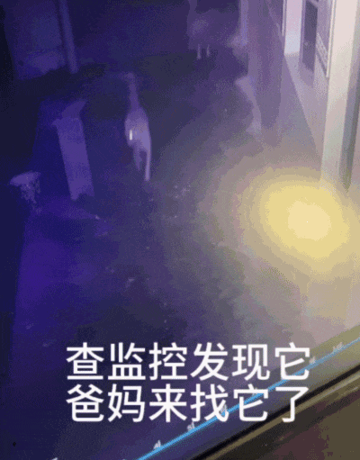 【宠物】小主人问狗子喜不喜欢自己,狗子的表情已经说明了一切;网友:已经到了人和狗都嫌弃的年纪(组图) - 13