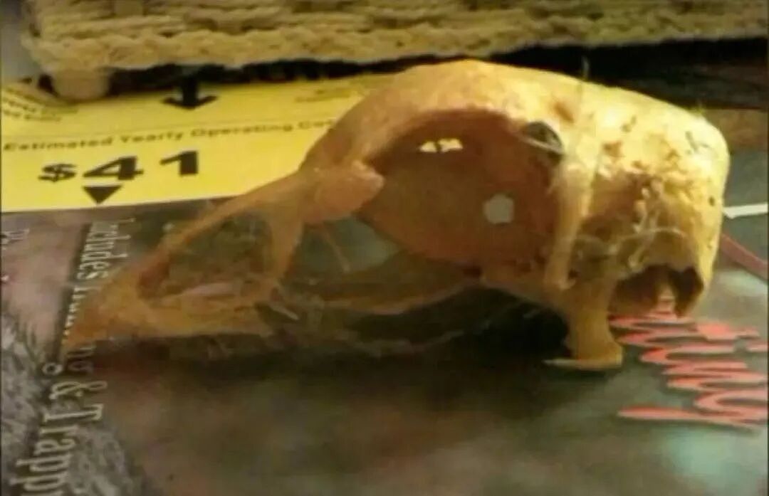 装修新家，却从墙里挖出20只死鸡？百年前的封印巫术，让小夫妻大病三天（组图） - 4