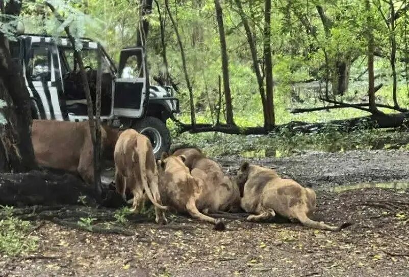 饲养员主动背对狮群,被咬了都一动不动?诡异一幕让人怀疑他故意自杀…(组图) - 8