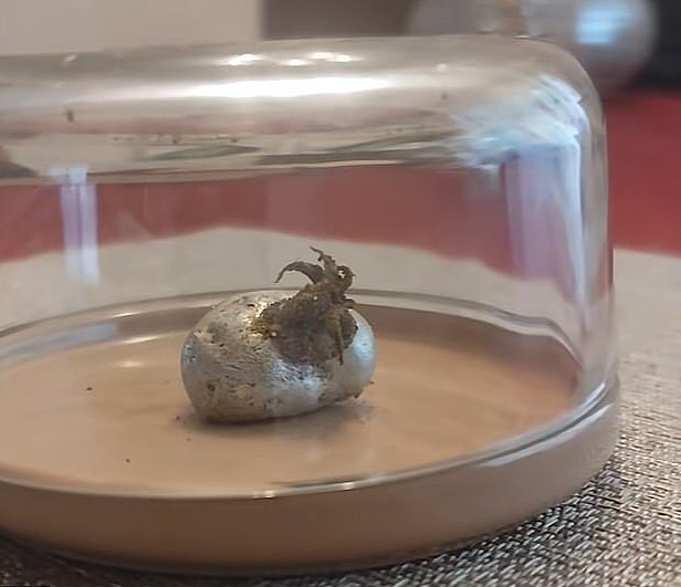 视频热爆!巴拿马男子在陨石内发现疑似外星生物,带触手生物迅速长大(视频/组图) - 4