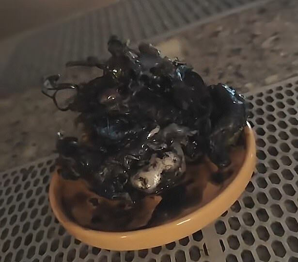 视频热爆!巴拿马男子在陨石内发现疑似外星生物,带触手生物迅速长大(视频/组图) - 6