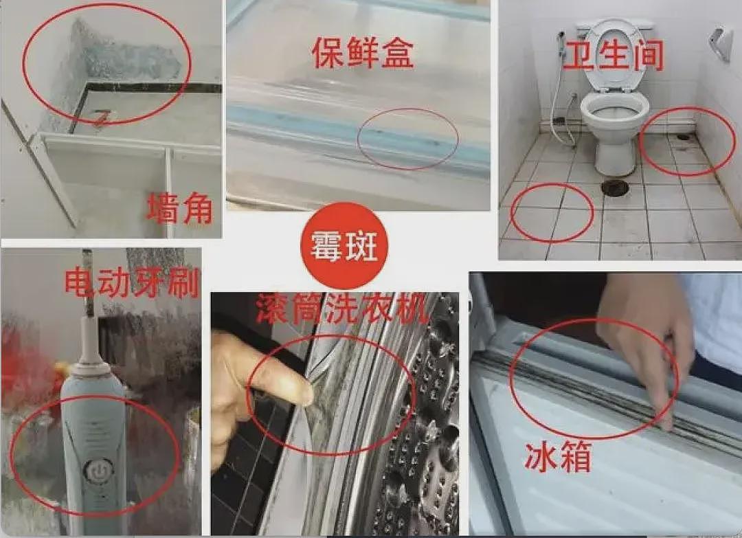 太糟糕了！悉尼成全澳最易“发霉”的城市，这些都是重灾区！看看你家上榜了没...（组图） - 14