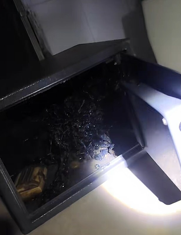 视频热爆!巴拿马男子在陨石内发现疑似外星生物,带触手生物迅速长大(视频/组图) - 7
