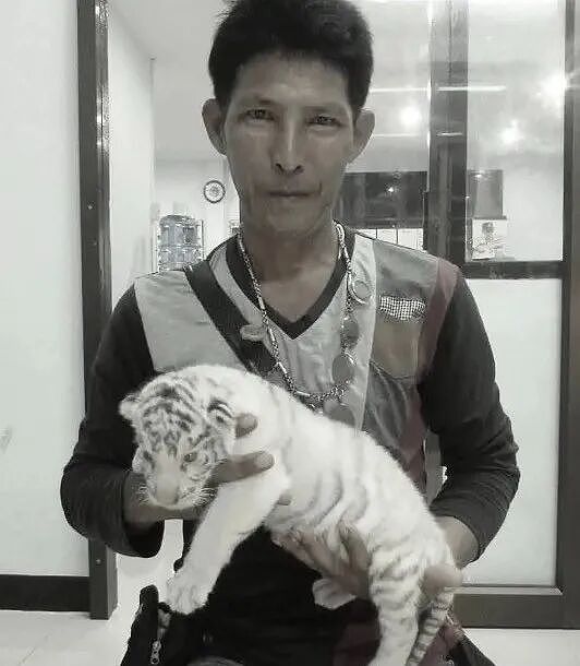 饲养员主动背对狮群,被咬了都一动不动?诡异一幕让人怀疑他故意自杀…(组图) - 3