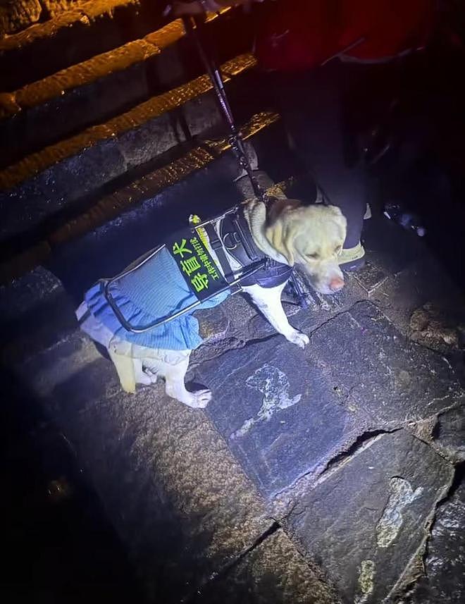 大连市残联回应“盲人带导盲犬爬泰山”:已跟导盲犬基地商议将犬只接回,暂停盲人使用权(组图) - 1
