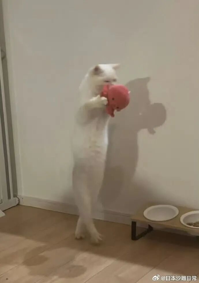 【爆笑】“跟领导聊天不小心暴露自己的属性......“ 哈哈哈哈哈哈我不行了！（组图） - 8