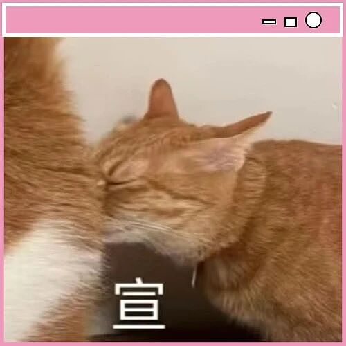 【爆笑】“吃火锅遇到理想型近看竟是前男友...？！”哈哈哈人的审美果然是固定的（组图） - 2
